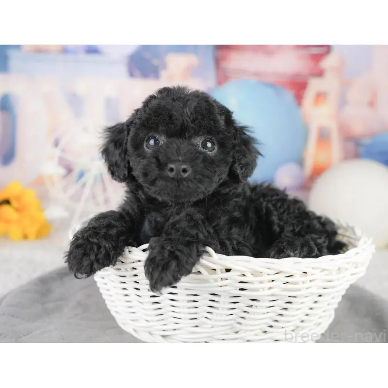 販売中の埼玉県のトイプードル-455188の9枚目