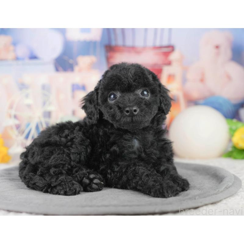 販売中の埼玉県のトイプードル-455188の8枚目