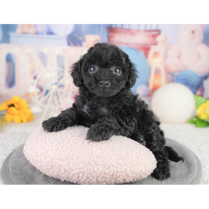 販売中の埼玉県のトイプードル-455188の6枚目