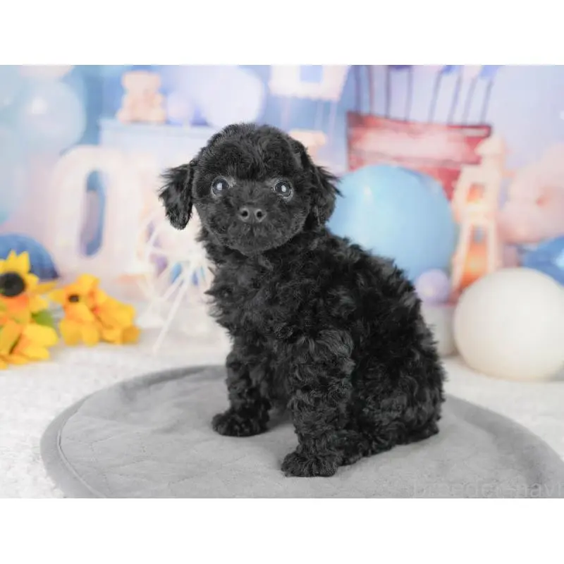 販売中の埼玉県のトイプードル-455188の4枚目