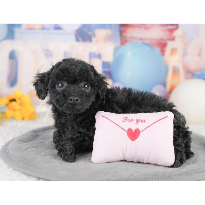 販売中の埼玉県のトイプードル-455188の3枚目