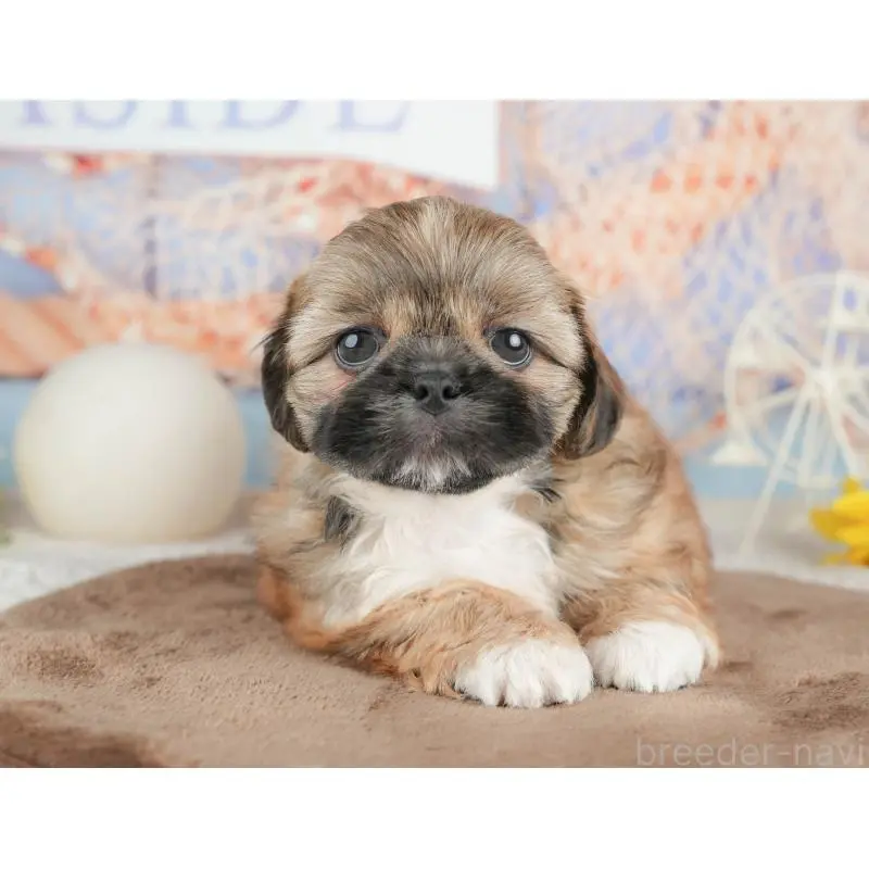 販売中の埼玉県のミックス犬-455186の11枚目