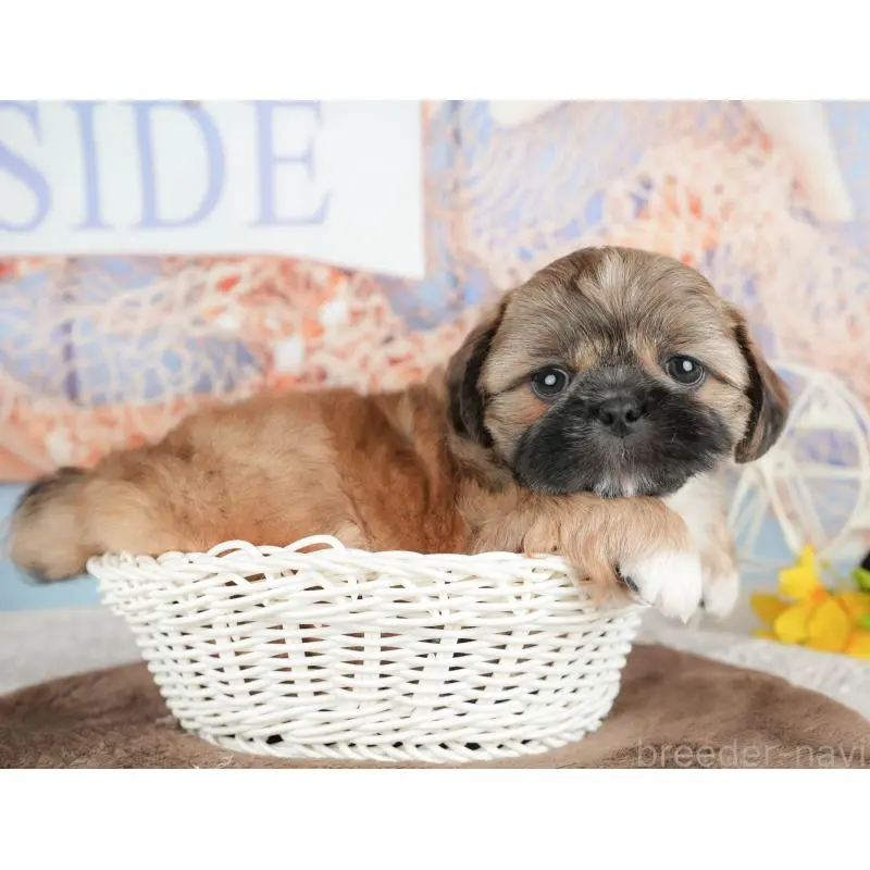 販売中の埼玉県のミックス犬-455186の9枚目