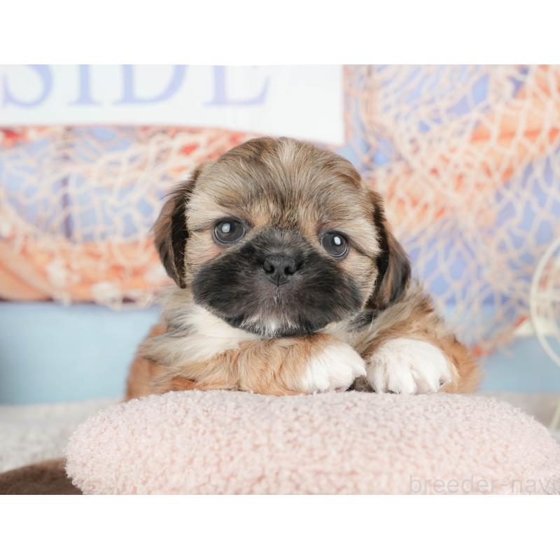 販売中の埼玉県のミックス犬-455186の8枚目