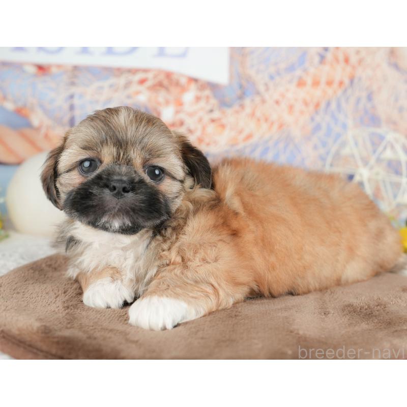 販売中の埼玉県のミックス犬-455186の6枚目