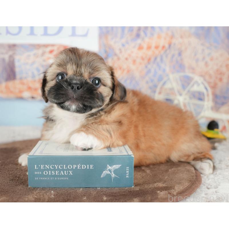 販売中の埼玉県のミックス犬-455186の5枚目