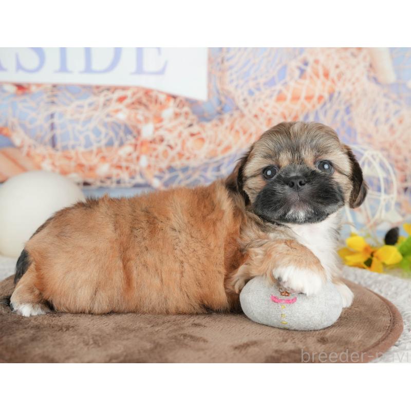 販売中の埼玉県のミックス犬-455186の4枚目