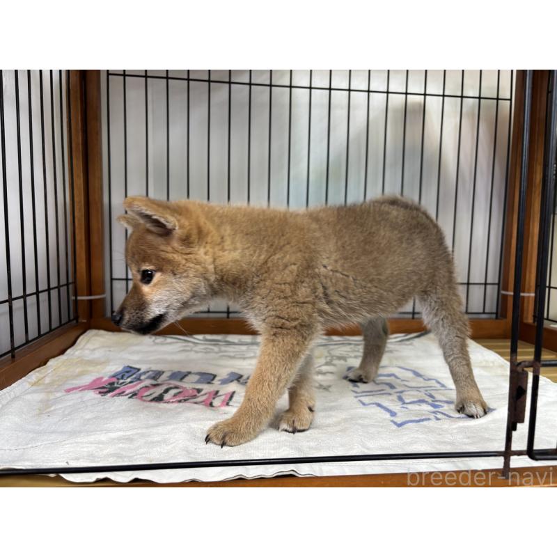 販売中の岡山県の柴犬-453935の5枚目