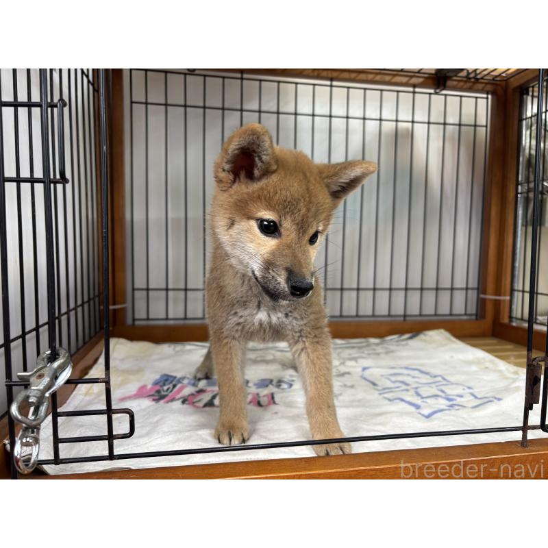 販売中の岡山県の柴犬-453935の4枚目
