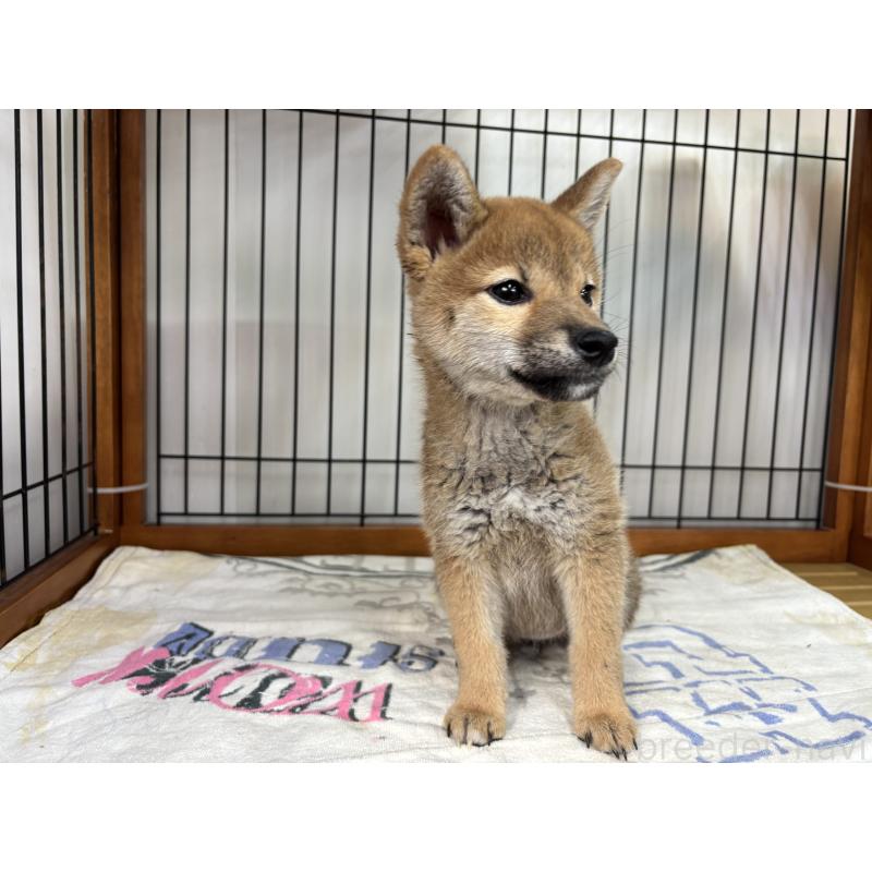 販売中の岡山県の柴犬-453935の3枚目