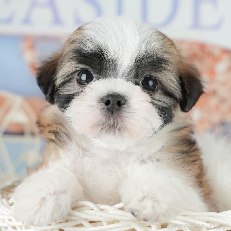 ♂︎ミックス犬