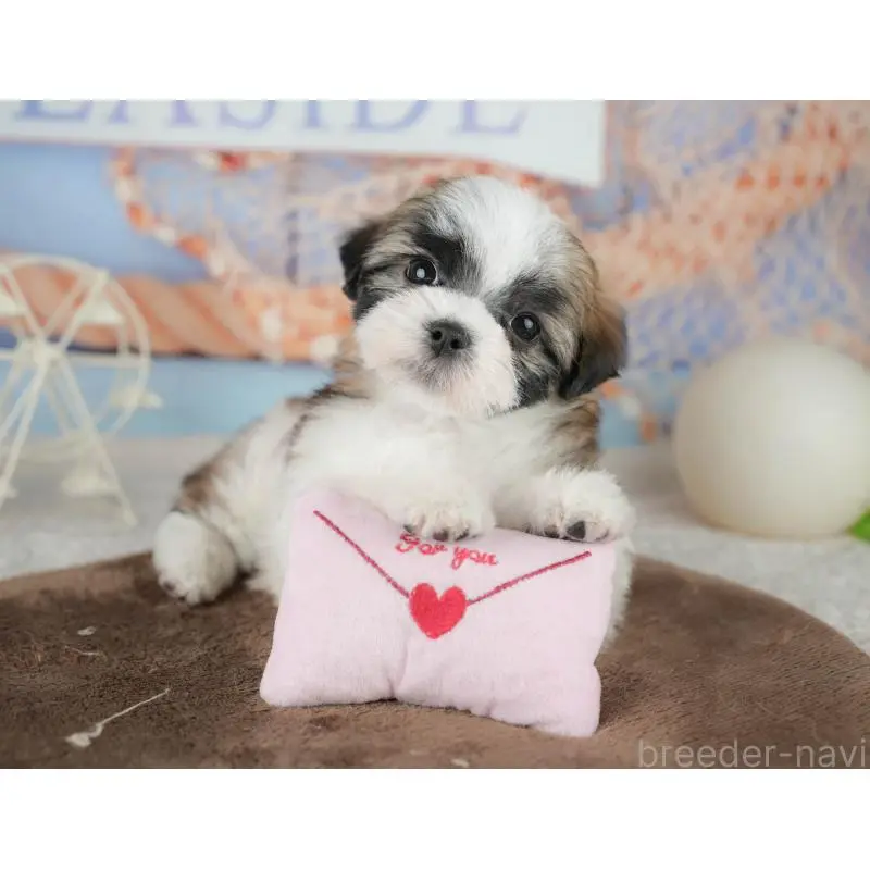 販売中の埼玉県のミックス犬-455183の11枚目