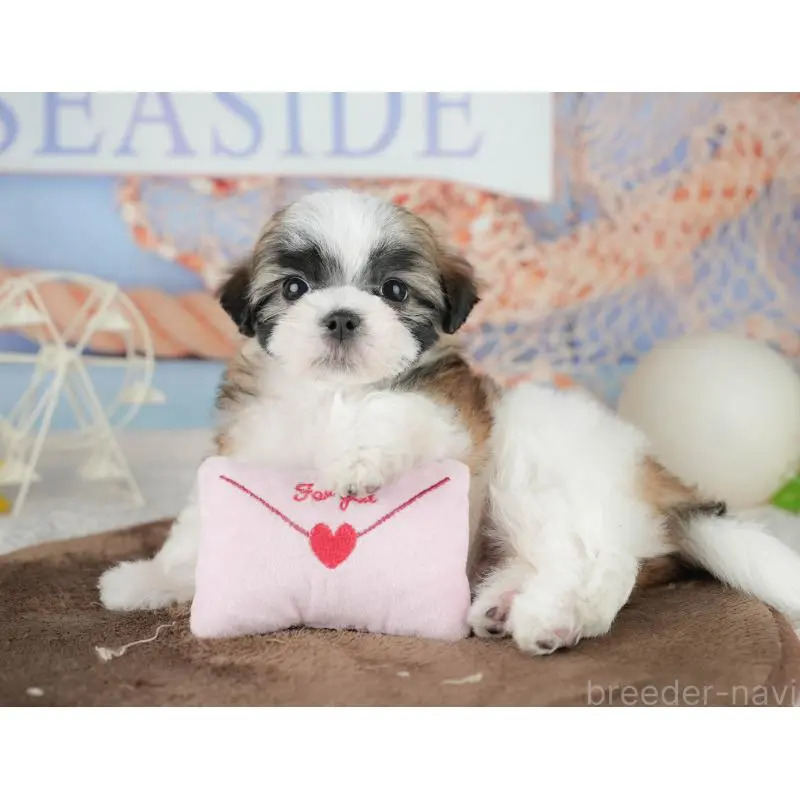 販売中の埼玉県のミックス犬-455183の10枚目