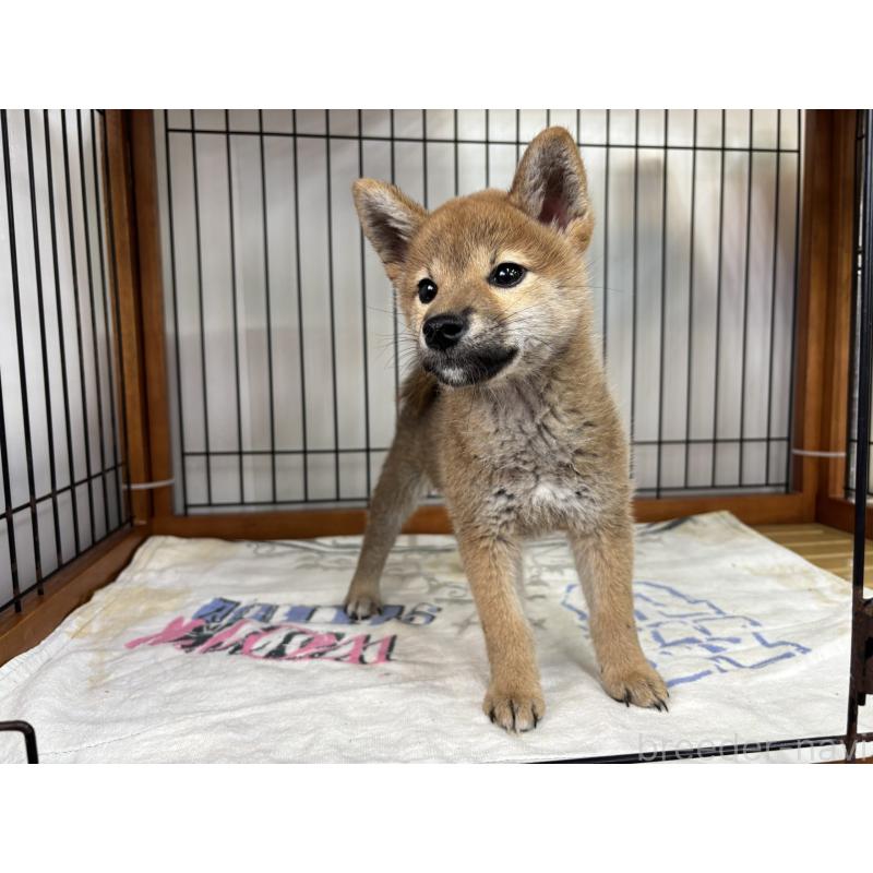 販売中の岡山県の柴犬-453935の2枚目