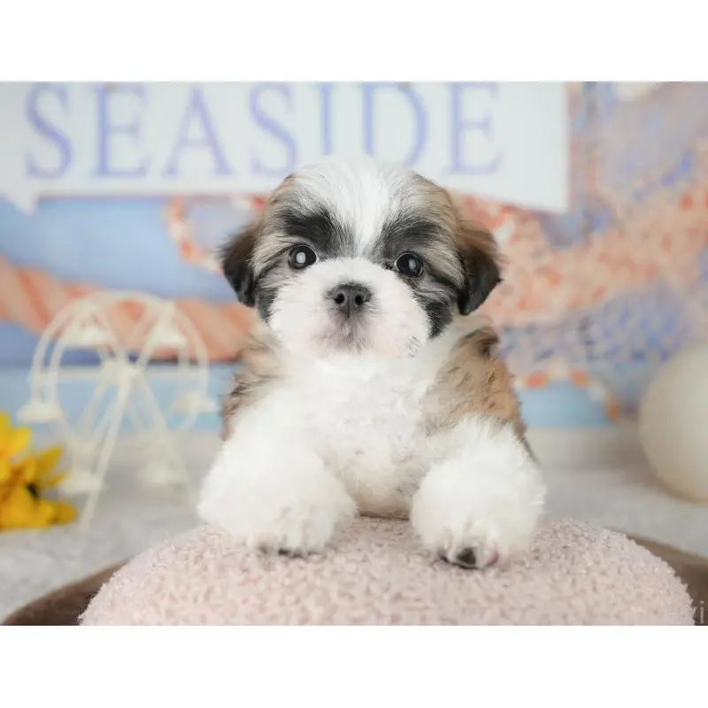 販売中の埼玉県のミックス犬-455183の9枚目