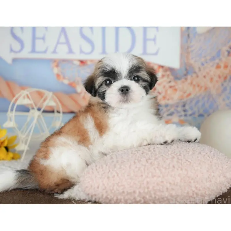 販売中の埼玉県のミックス犬-455183の8枚目