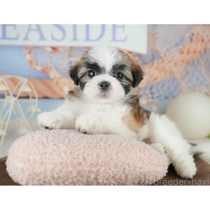 販売中の埼玉県のミックス犬-455183の7枚目