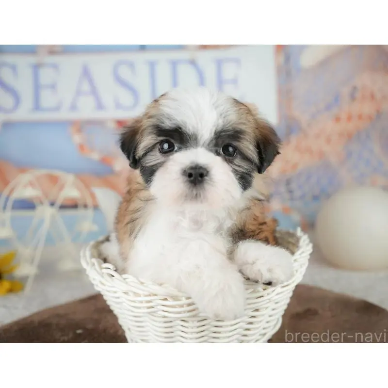 販売中の埼玉県のミックス犬-455183の6枚目