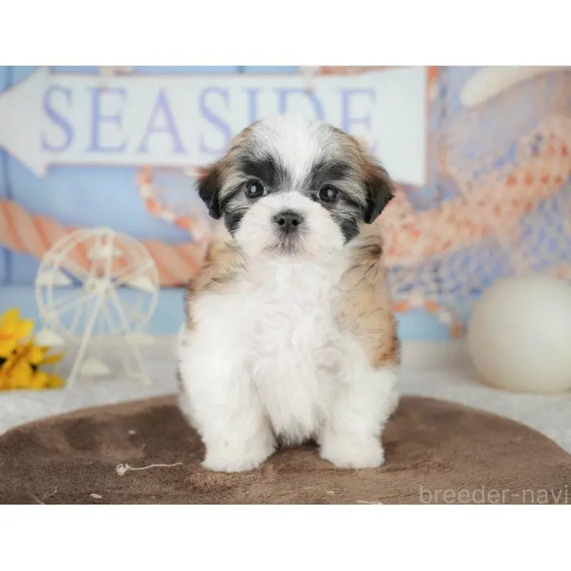 販売中の埼玉県のミックス犬-455183の5枚目