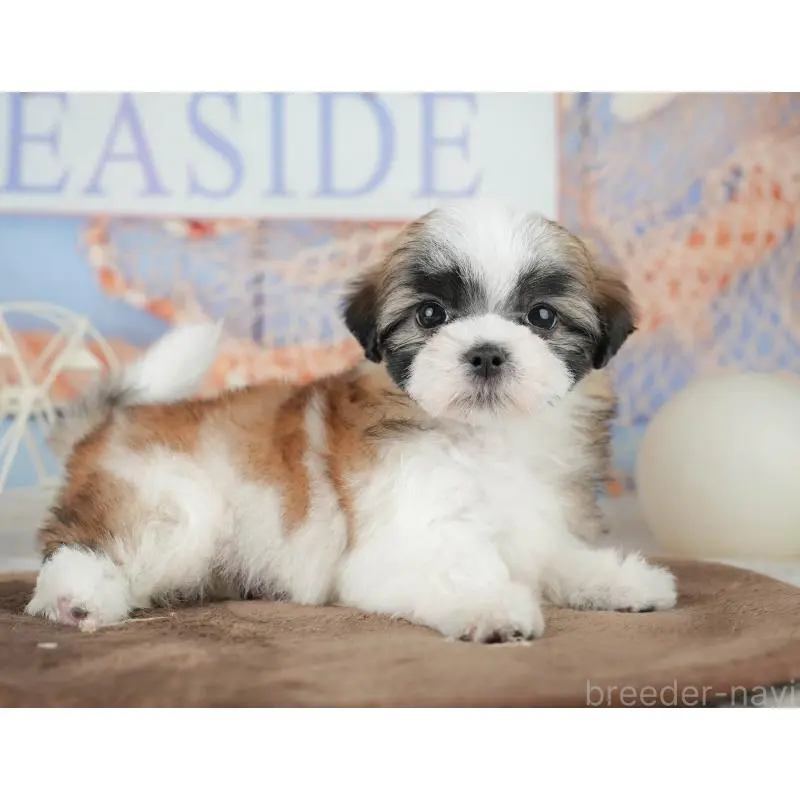 販売中の埼玉県のミックス犬-455183の4枚目