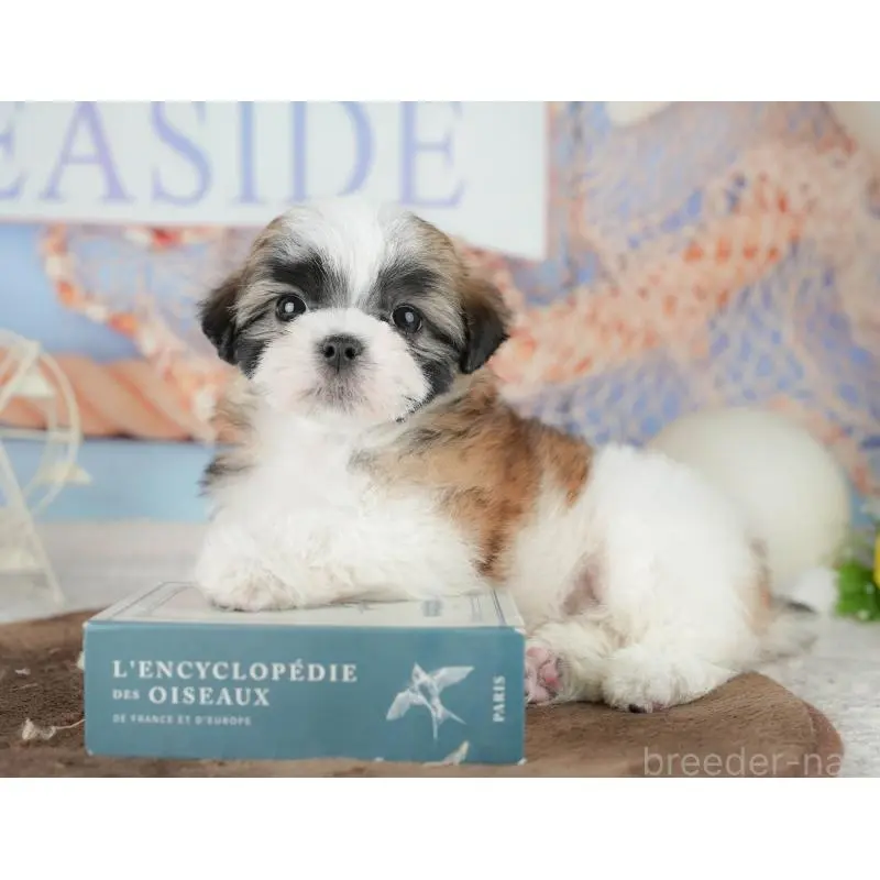 販売中の埼玉県のミックス犬-455183の3枚目