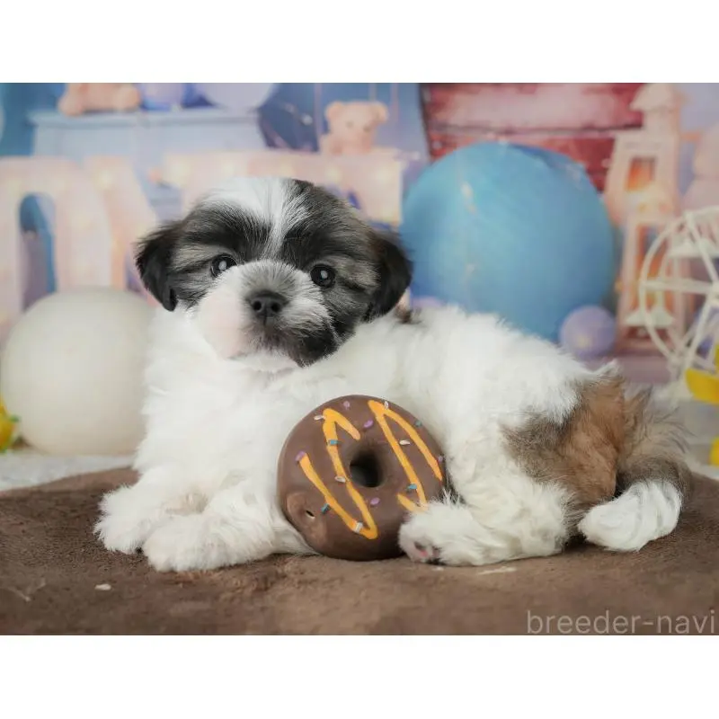 販売中の埼玉県のマルシーズー:マルチーズ×シーズー-455181の10枚目