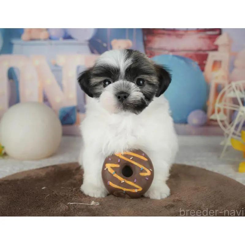 販売中の埼玉県のマルシーズー:マルチーズ×シーズー-455181の9枚目