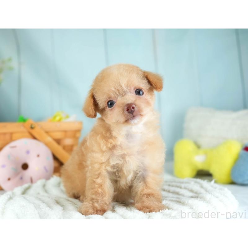 販売中の埼玉県のチワプー:チワワ×トイプードル-455160の11枚目