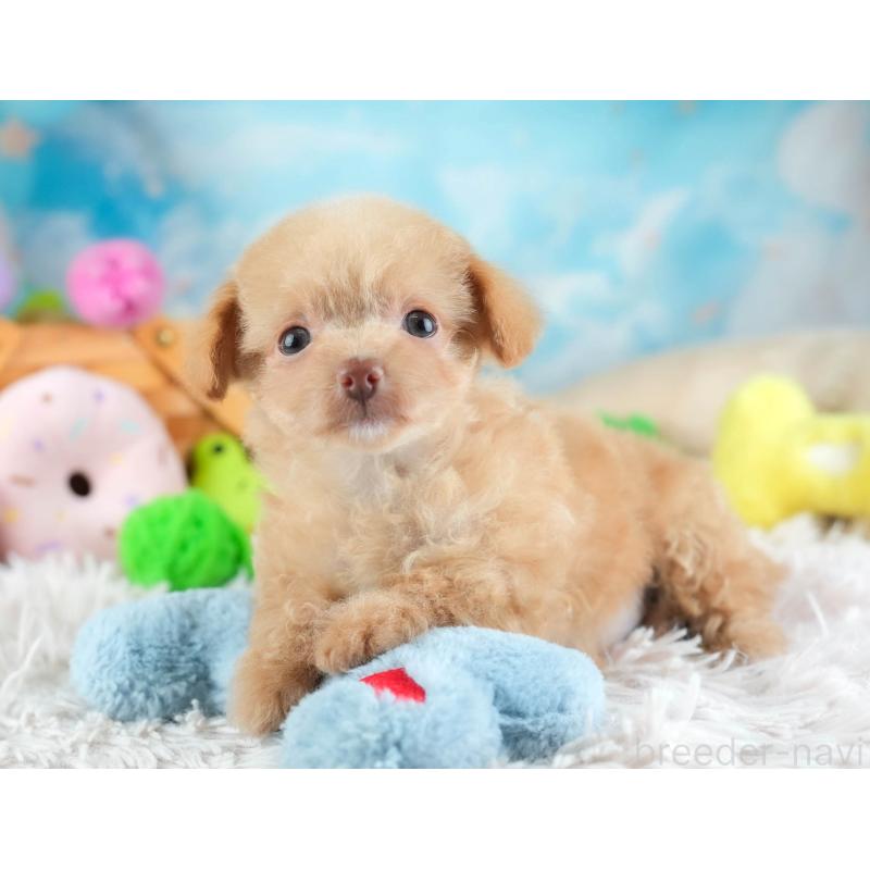 販売中の埼玉県のチワプー:チワワ×トイプードル-455160の10枚目