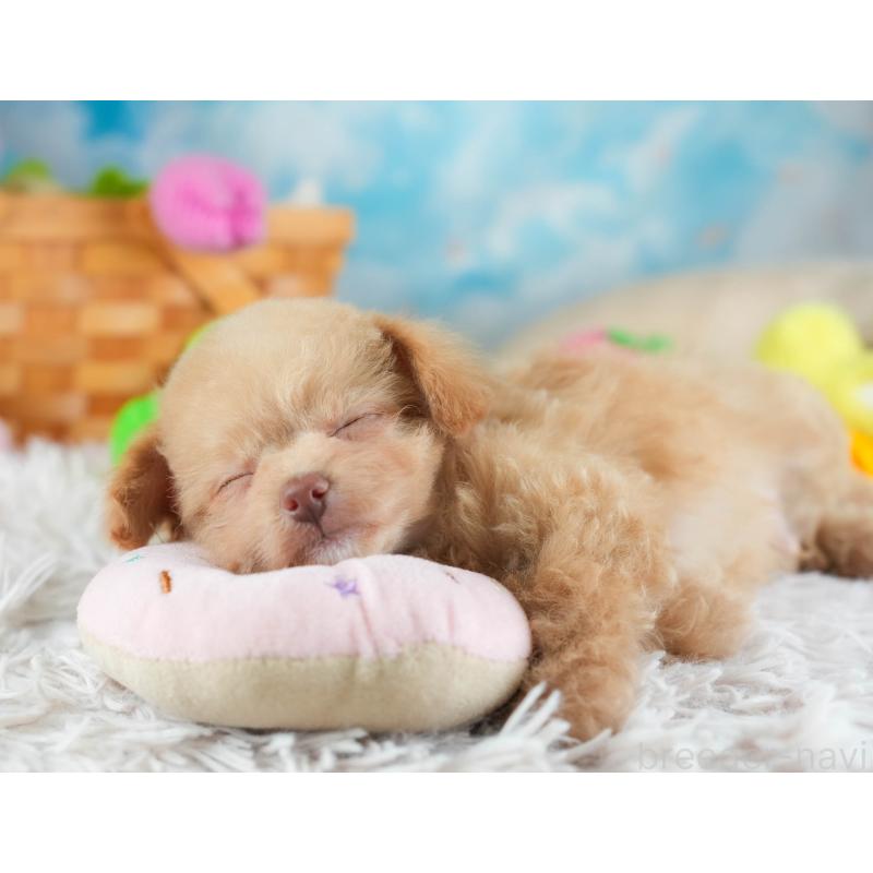 販売中の埼玉県のチワプー:チワワ×トイプードル-455160の9枚目