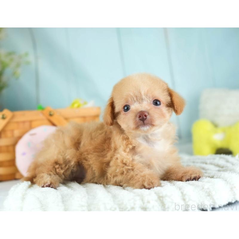 販売中の埼玉県のチワプー:チワワ×トイプードル-455160の7枚目