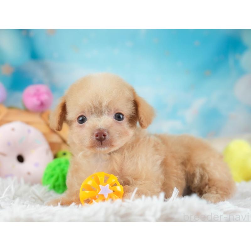 販売中の埼玉県のチワプー:チワワ×トイプードル-455160の6枚目