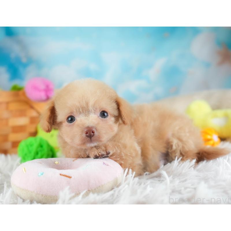 販売中の埼玉県のチワプー:チワワ×トイプードル-455160の4枚目