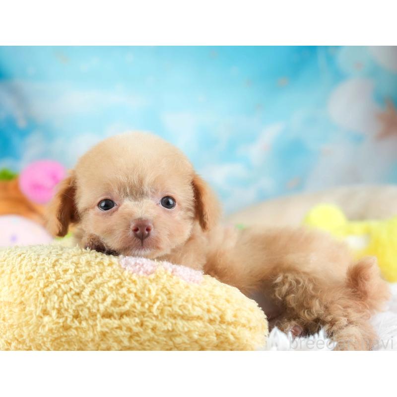 販売中の埼玉県のチワプー:チワワ×トイプードル-455160の3枚目