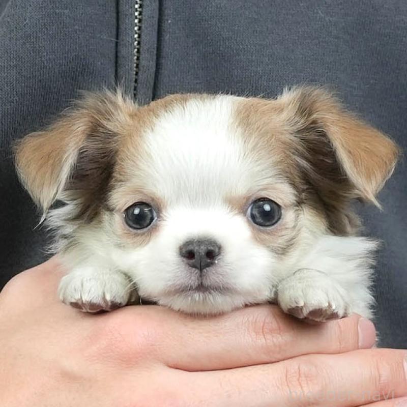 販売中の埼玉県のチワワ(ロングコート)-455158