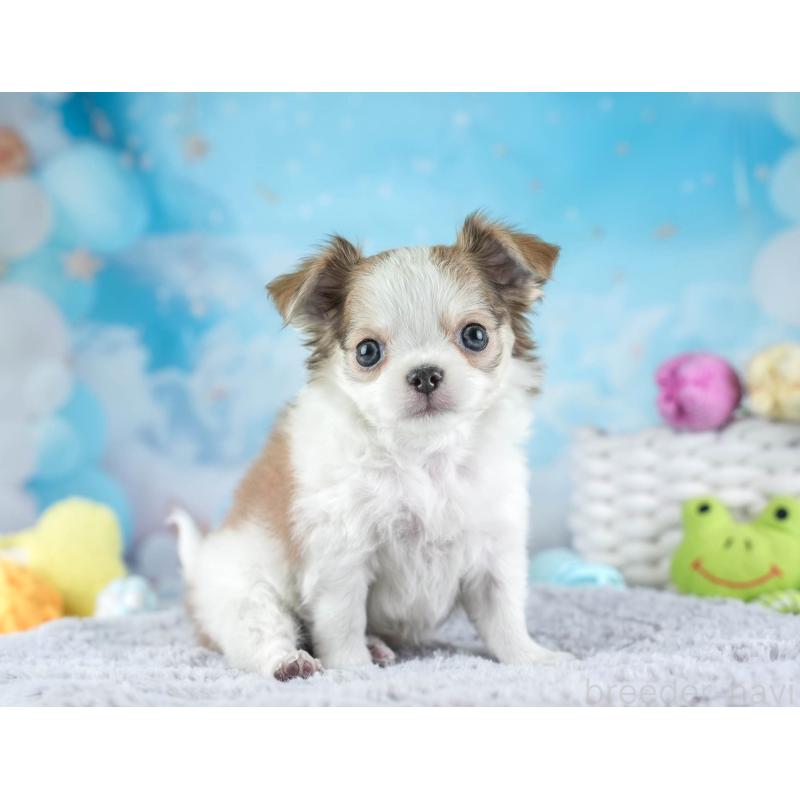 販売中の埼玉県のチワワ(ロングコート)-455158の10枚目