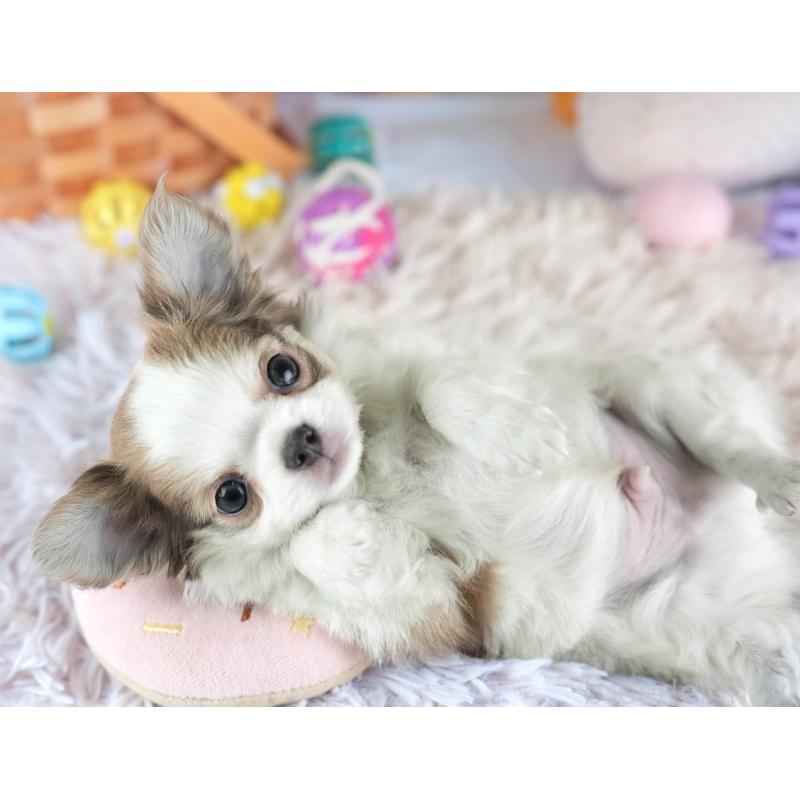 販売中の埼玉県のチワワ(ロングコート)-455158の9枚目