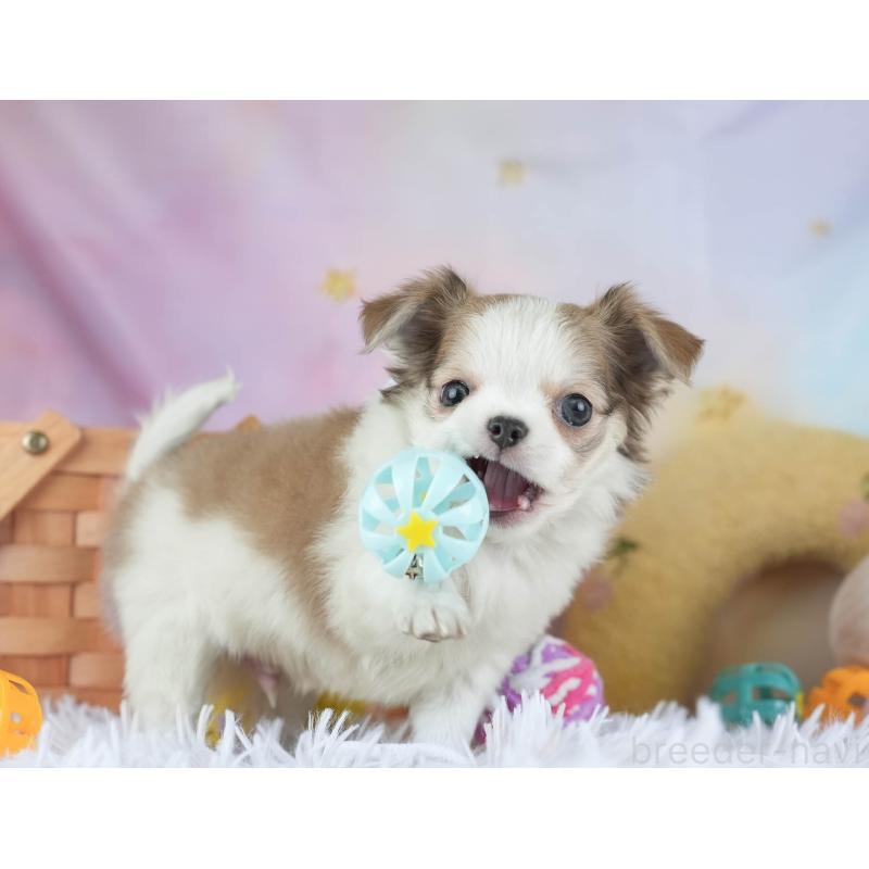 販売中の埼玉県のチワワ(ロングコート)-455158の8枚目