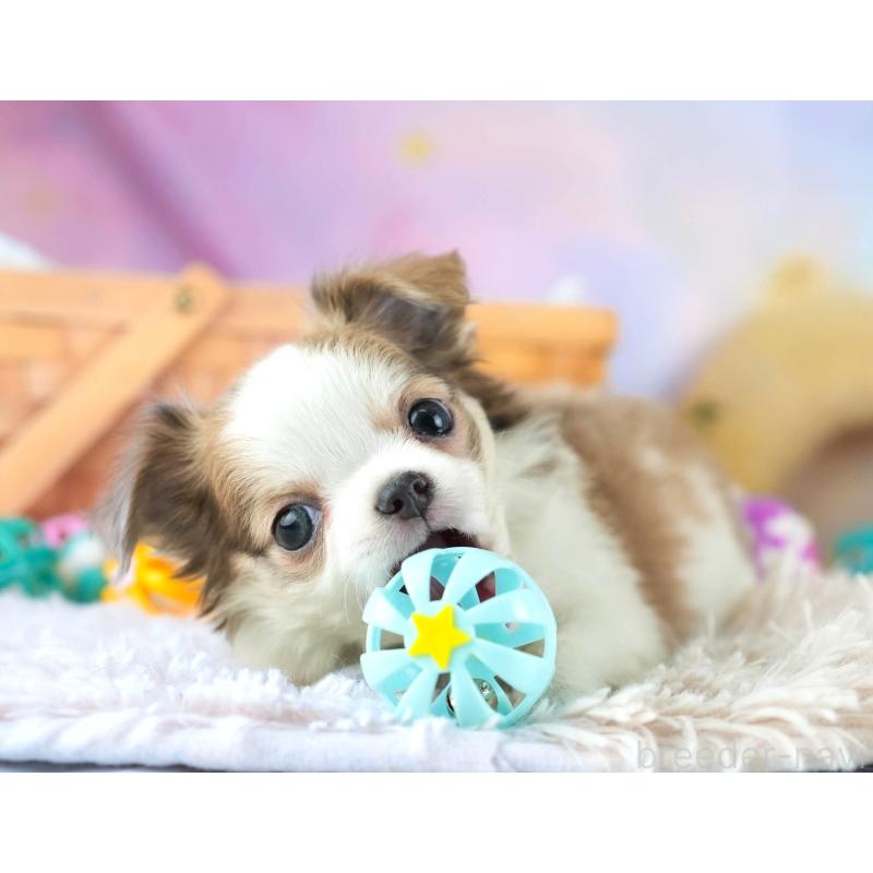 販売中の埼玉県のチワワ(ロングコート)-455158の7枚目