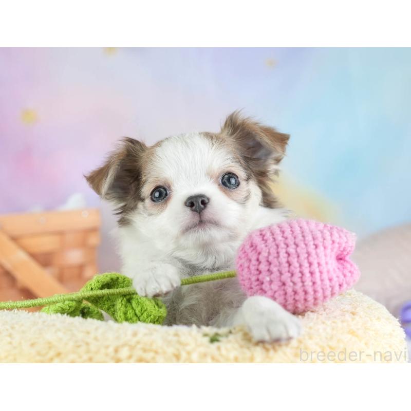 販売中の埼玉県のチワワ(ロングコート)-455158の6枚目