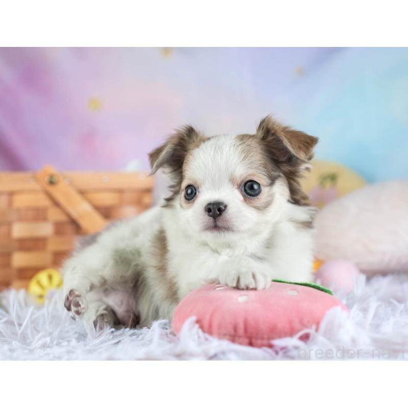 販売中の埼玉県のチワワ(ロングコート)-455158の4枚目