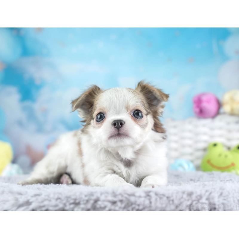 販売中の埼玉県のチワワ(ロングコート)-455158の3枚目