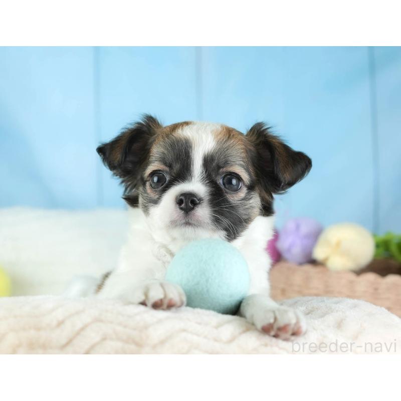 販売中の埼玉県のチワワ(ロングコート)-455151の11枚目