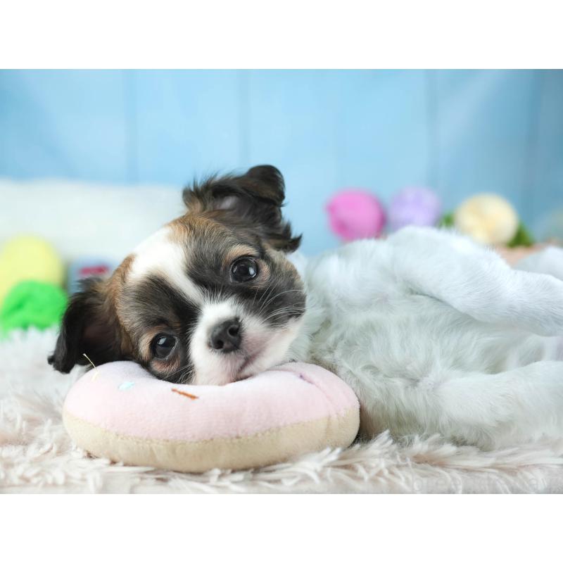 販売中の埼玉県のチワワ(ロングコート)-455151の10枚目