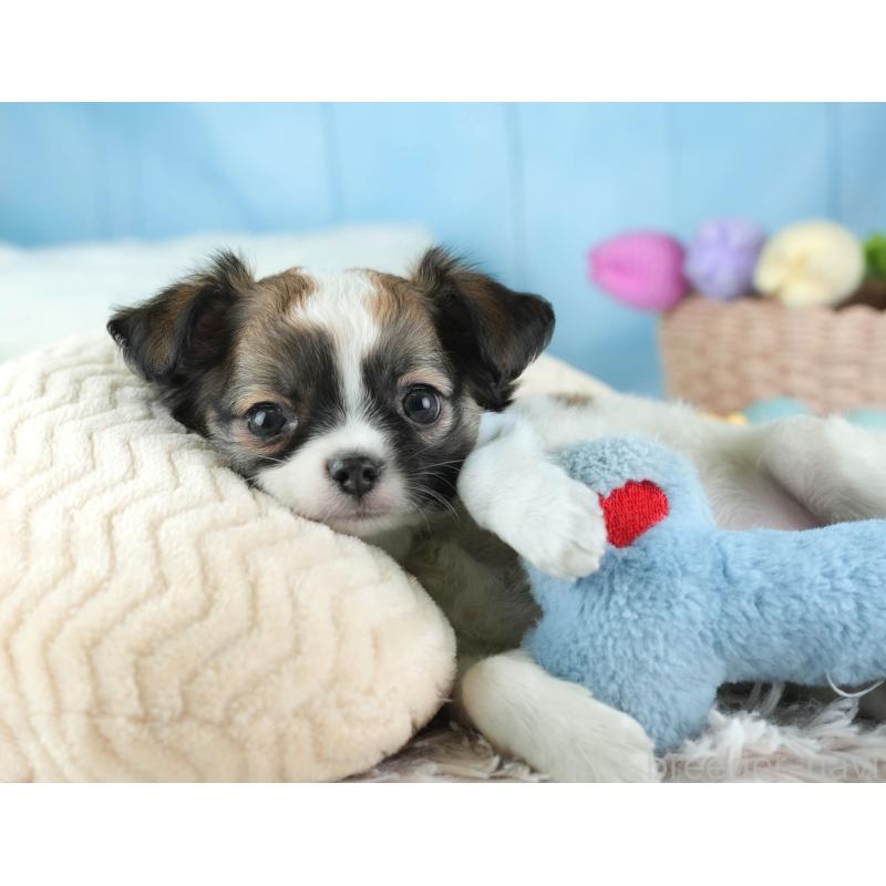 販売中の埼玉県のチワワ(ロングコート)-455151の9枚目