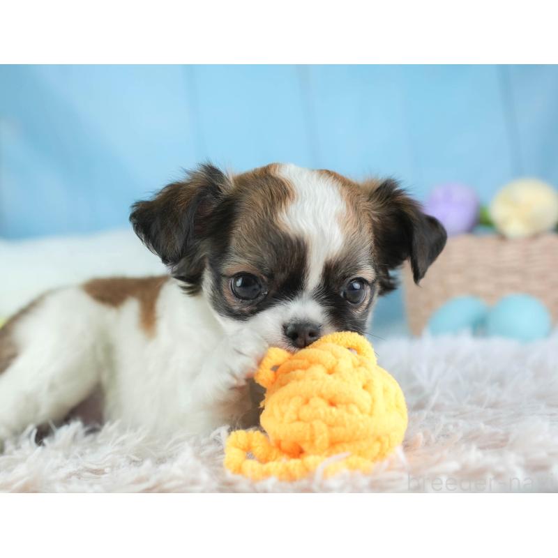 販売中の埼玉県のチワワ(ロングコート)-455151の8枚目