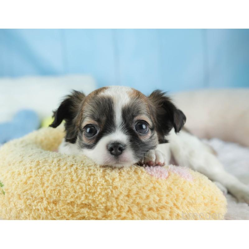 販売中の埼玉県のチワワ(ロングコート)-455151の7枚目