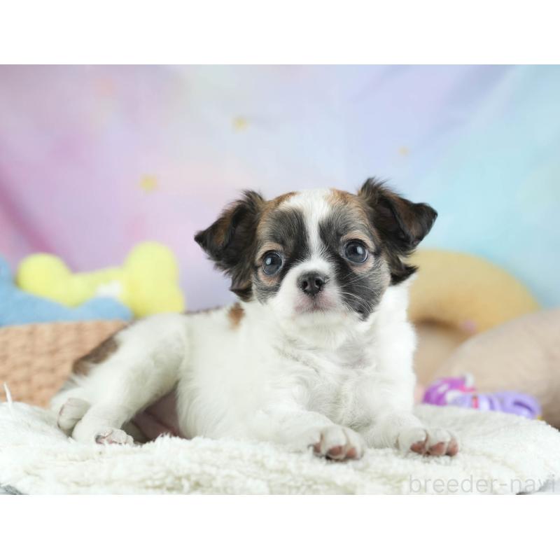 販売中の埼玉県のチワワ(ロングコート)-455151の6枚目