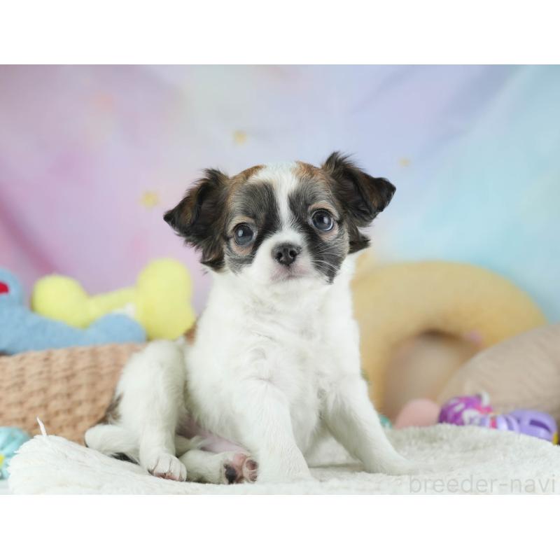 販売中の埼玉県のチワワ(ロングコート)-455151の5枚目