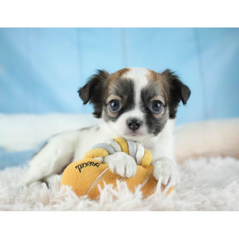 販売中の埼玉県のチワワ(ロングコート)-455151の3枚目